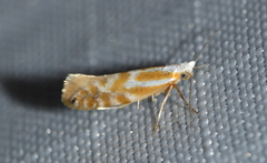 Argyresthia canadensis