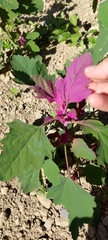 Chenopodium formosanum