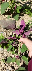 Chenopodium formosanum