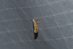 Argyresthia canadensis