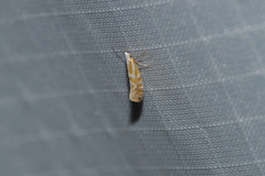 Argyresthia canadensis