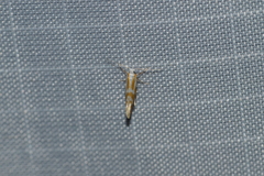 Argyresthia canadensis