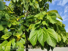 Pterygota alata