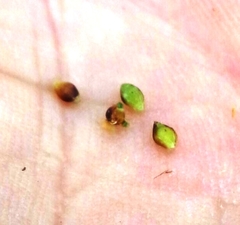 Rhynchospora harveyi