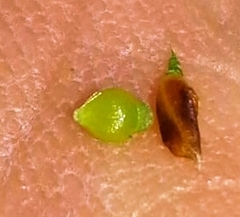 Rhynchospora harveyi