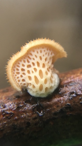 hexagonal-pored polypore