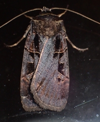 Pseudohermonassa tenuicula