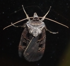 Pseudohermonassa tenuicula