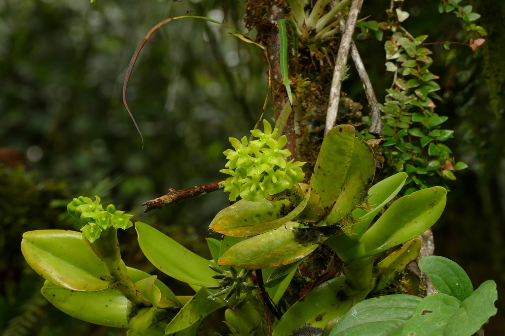 Epidendrum hardingiae