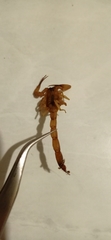 Tityus stigmurus