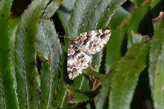 Enchoria lacteata