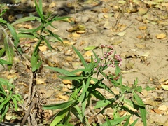 Pluchea salicifolia