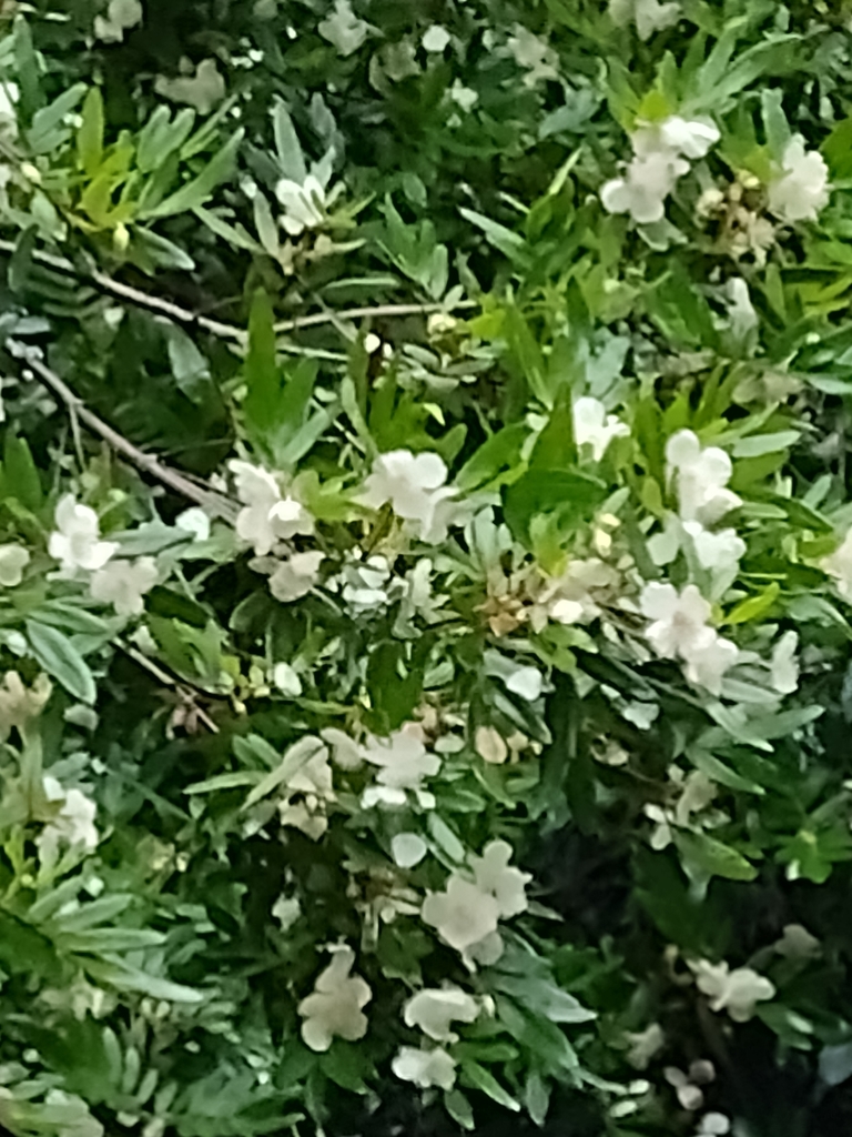 Eucryphia moorei (Eucryphia moorei)