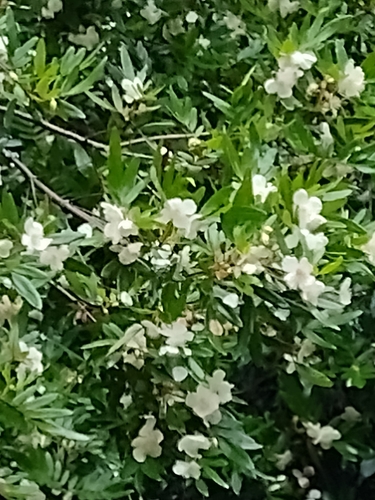 Eucryphia moorei (Eucryphia moorei)