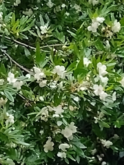 Eucryphia moorei