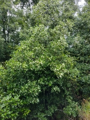 Eucryphia moorei