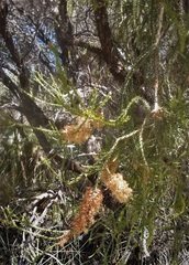 Melaleuca huegelii