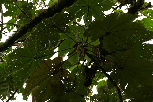 Cecropia telealba (Cecropia telealba)