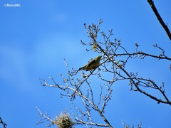 Euphonia affinis