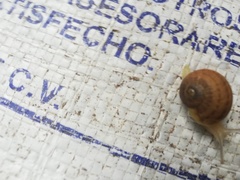 Cornu aspersum