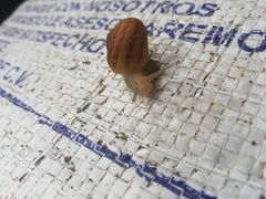 Cornu aspersum