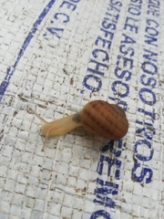 Cornu aspersum