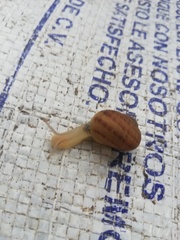 Cornu aspersum