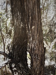 Melaleuca huegelii