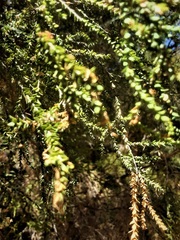 Melaleuca huegelii