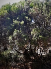 Melaleuca huegelii
