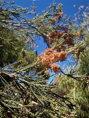 Melaleuca huegelii