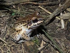 Leptodactylus rhodonotus