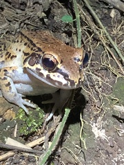 Leptodactylus rhodonotus