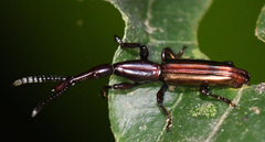 Acratini
