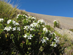 Veronica macrantha brachyphylla