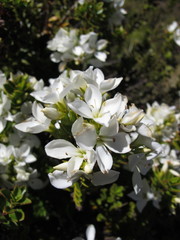 Veronica macrantha brachyphylla