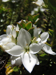 Veronica macrantha brachyphylla
