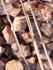 Pheidole sharpi