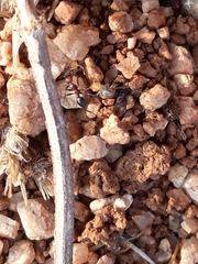 Pheidole sharpi