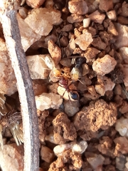 Pheidole sharpi