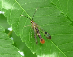 Synanthedon acerrubri