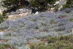 Lupinus argenteus montigenus