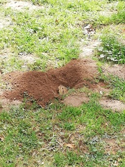 Cratogeomys castanops