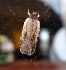 Agonopterix atrodorsella