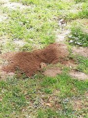 Cratogeomys castanops