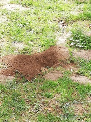 Cratogeomys castanops