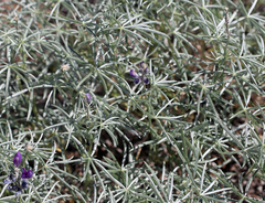 Lupinus argenteus montigenus