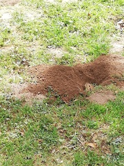 Cratogeomys castanops