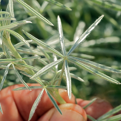 Lupinus argenteus montigenus
