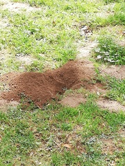 Cratogeomys castanops